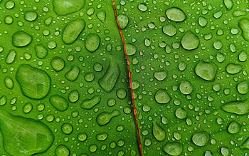 Droplets green leaf, Dual wide, , Nature's freshness HD wallpaper