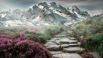 Stone path leads through vibrant lavender with breathtaking snowy mountains in the background. HD wallpaper