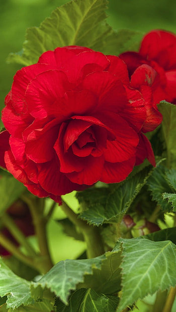 Begonia, Red HD phone wallpaper