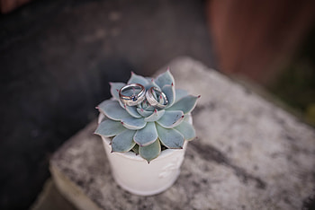 Flowers, Rings, Wedding, Succulent, Echeveria, Ekheveria HD wallpaper