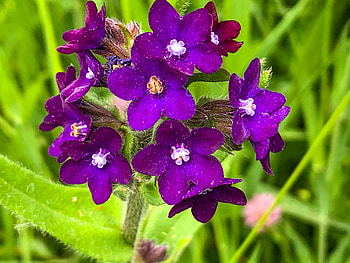 Floare de camp, ser, ger, aer, cer HD wallpaper