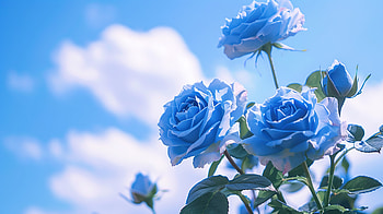 Blue roses under a blue sky, blue, rose, flower HD wallpaper