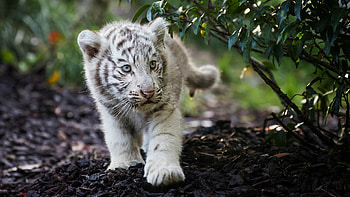 Cute Cub Bengal White Tiger, tiger, cub, animals HD wallpaper