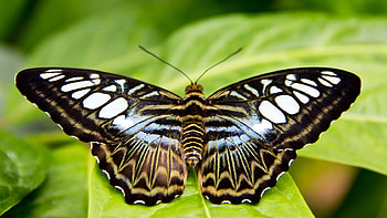 BUTTERFLY, LEAVES, NATURE, COLORS, WINGS HD wallpaper