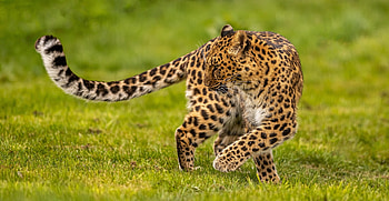 Leopard, spot, animal, paw HD wallpaper