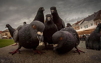Pigeons , Animal , Avian beauty, Feathered fascination HD wallpaper