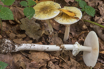 Death cap mushrooms, Amanita phalloides, From Russia, Nature's danger HD wallpaper