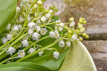 Lily of the Valley, Botanical beauty, Floral , Serene charm HD wallpaper