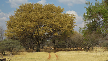 Acacia Tree, Rustenburg travel tips, Unforgettable experience, Explore Rustenburg HD wallpaper
