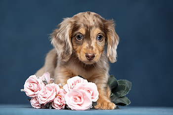 Puppy, pink, brown, flower, cute, svetlana pisareva, caine, dog, rose, one HD wallpaper