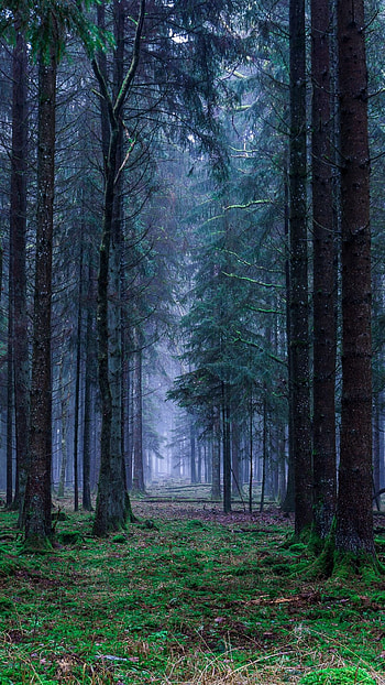 Fantasy landscape, Forest graphy, Forest ideas, Enchanting scenery HD phone wallpaper