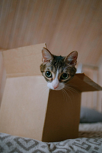 Funny, Animals, Cat, Nice, Sweetheart, Box HD phone wallpaper