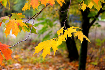 Beautiful Autumn, autumn, colors, nature, tree HD wallpaper