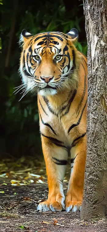 Bengal tiger, Striking , 12 pro, Captivating predator HD phone wallpaper