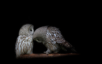 Owl, Predators, Dark, Couple, Pair, Dark Background HD wallpaper