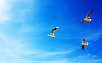 Animals, Seagulls, Flight, Blue Sky HD wallpaper