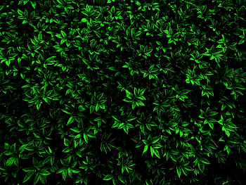 Green, small leaf, branches HD wallpaper