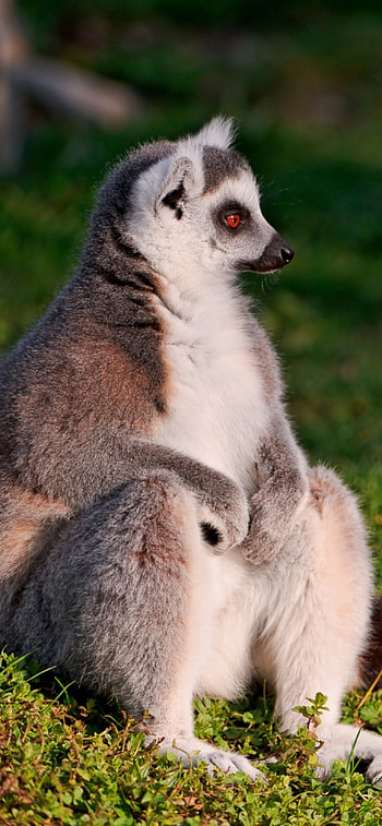 Ring Tailed Lemur, 11 , Wildlife admiration, Mobile delight HD phone wallpaper