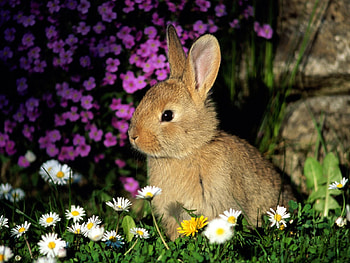 Animals, Rabbits HD wallpaper