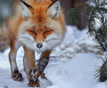 Fox in Snow, winter, animal, fox, snow HD wallpaper