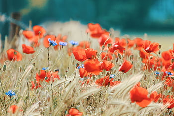 A bright field filled with red poppies and blue cornflowers in full bloom during summer. HD wallpaper