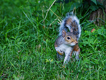 Animals, Squirrel, Grass, Stroll HD wallpaper