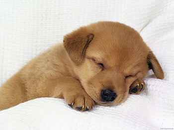Animals, Dogs HD wallpaper
