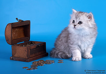 Cat and chest, sweet, animal, kitten, cat, feline HD wallpaper
