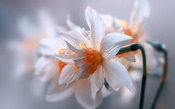 ღ, Flowers, Nature, Blooming, Garden HD wallpaper