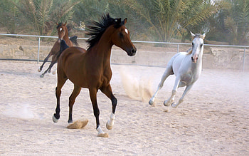 Running Horses, horses, running, animals, beautiful, white horse HD wallpaper