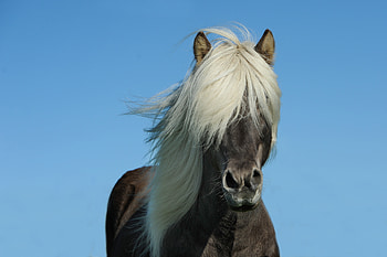 Animals, Sky, Mane, Horse, Iceland Horse HD wallpaper