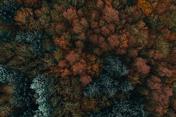 Nature, Trees, Autumn, View From Above, Forest, Vegetation, Autumn Colors, Autumn Paints HD wallpaper