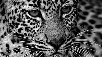 portrait of beauty, camaflauge, graphy, cunning, wonderful, beauty, quiet, big, portrait, black and white, smart, fast, camouflage, jungle, eys, sweet, gorgeous, cat, beautiful, predator, special, spots, leopard, hop, stealthy, face HD wallpaper