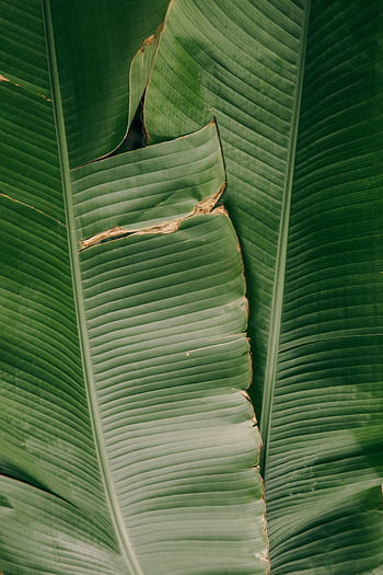 Detailed view of lush green banana leaves, showcasing their rich texture and natural patterns. HD phone wallpaper