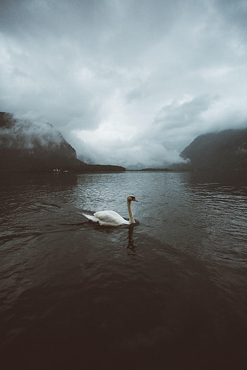 Nature, Water, Fog, Swan HD phone wallpaper