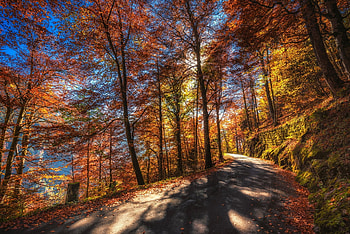 Sunny Day on Autumn Forest Road, Roads, Trees, Fall, Nature, Forests, Autumn, Sunshine HD wallpaper
