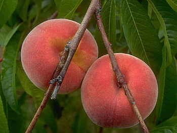 Tasty fruits, fruit, nature, taste HD wallpaper