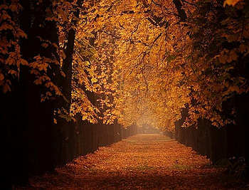 Autumn Morning, pathway, leaves, glow, trees, orange HD wallpaper