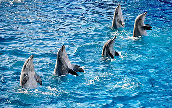 Animals, Water, Dolfins, Ripples, Ripple, Pool, Fins, Five HD wallpaper