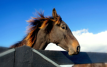 Animals, Sky, Mane, Head, Horse HD wallpaper