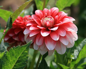 Dahlia Bloom, leaves, green, dahlia, nature, flowers HD wallpaper