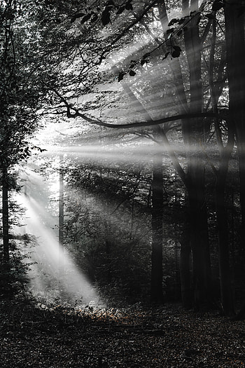 Nature, Beams, Rays, Forest, Bw, Chb HD phone wallpaper