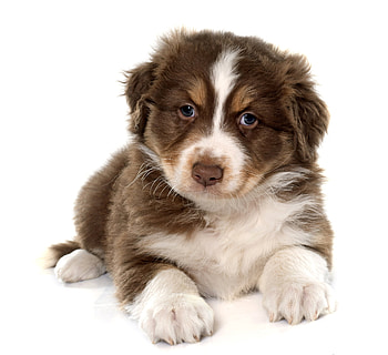 Puppy, animal, dog, white, brown, australian shepherd, cute, caine HD wallpaper