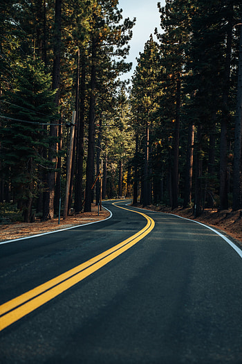 Road, yellow marks, trees, forest HD phone wallpaper