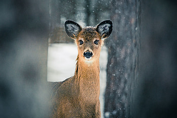 Animals, Nature, Trees, Snow, Deer HD wallpaper