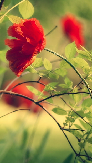 Flowers , Red Flowers HD phone wallpaper