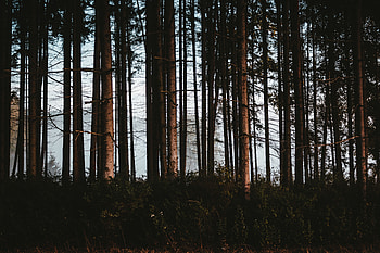Nature, Trees, Forest, Fog, Trunks HD wallpaper