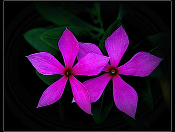 Beautiful Flowers, cool, beautiful, flowers HD wallpaper