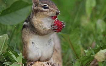 Animals, Raspberry, Berry, Chipmunk HD wallpaper