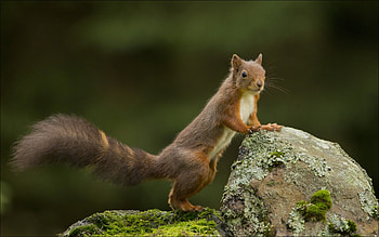Majestic Squirrel in Nature – Stunning Animal, Animal, squirrel HD wallpaper